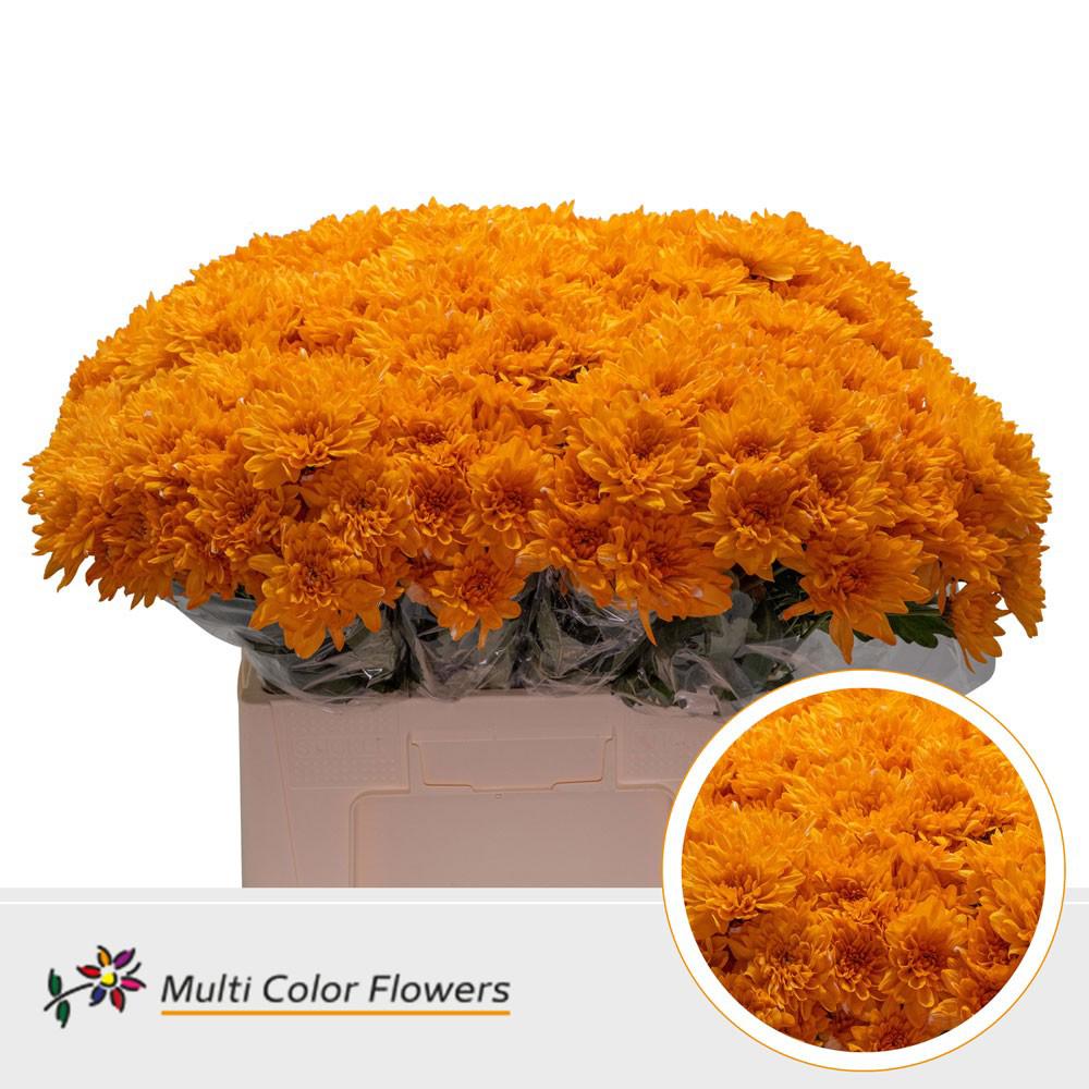10x Chrysant baltica oranje 60cm