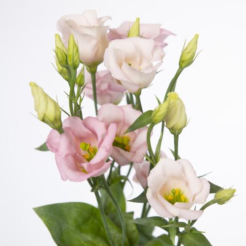 10x Eust.claire light pink en 70cm