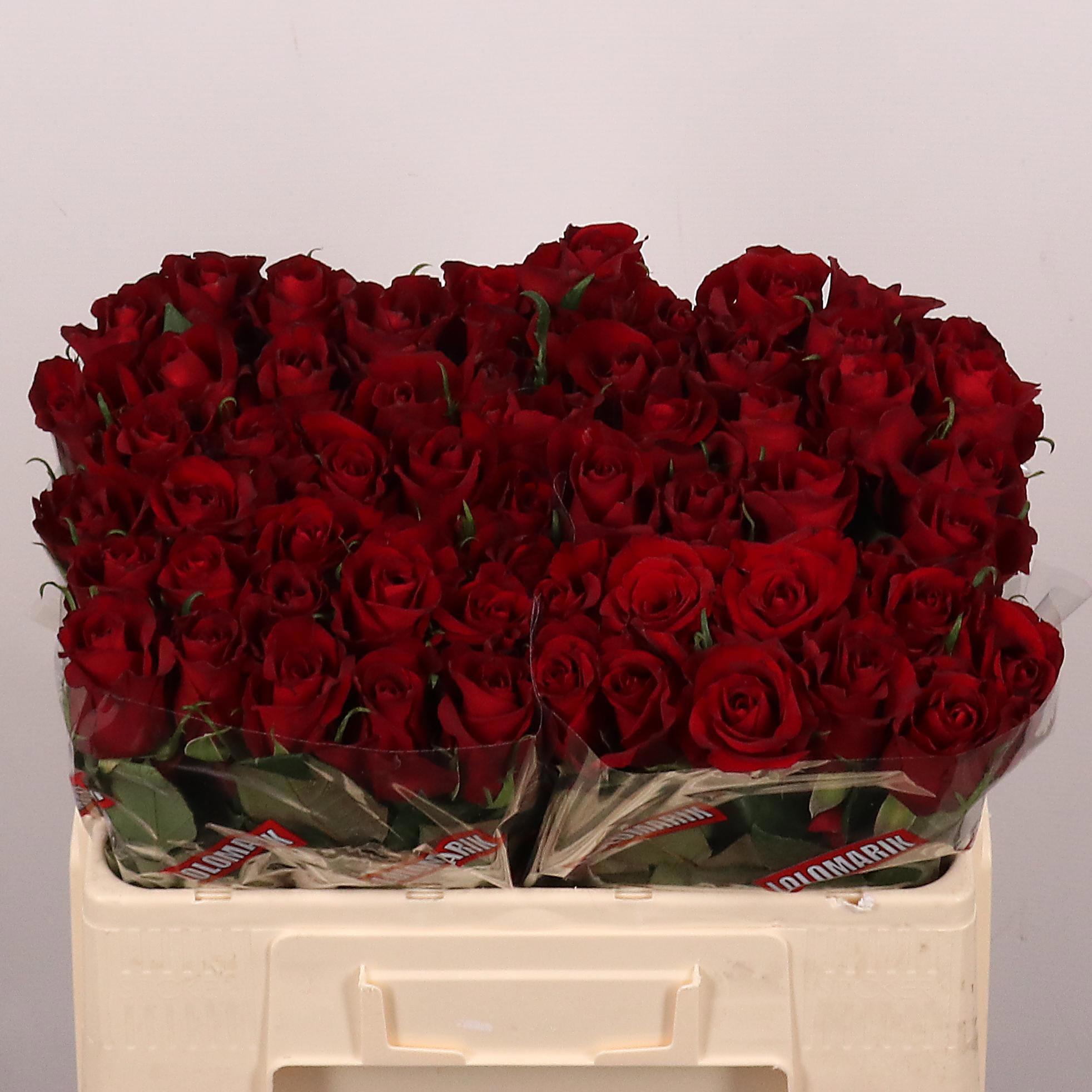 20x Rosa ever red 50cm
