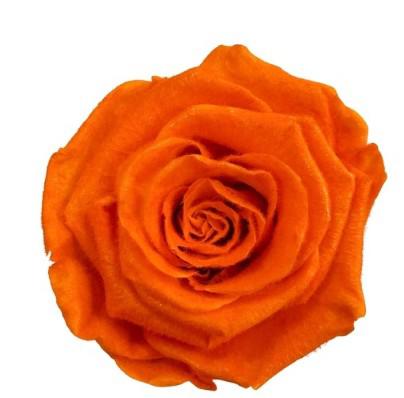 4x Dc pres.rozen teddy orange