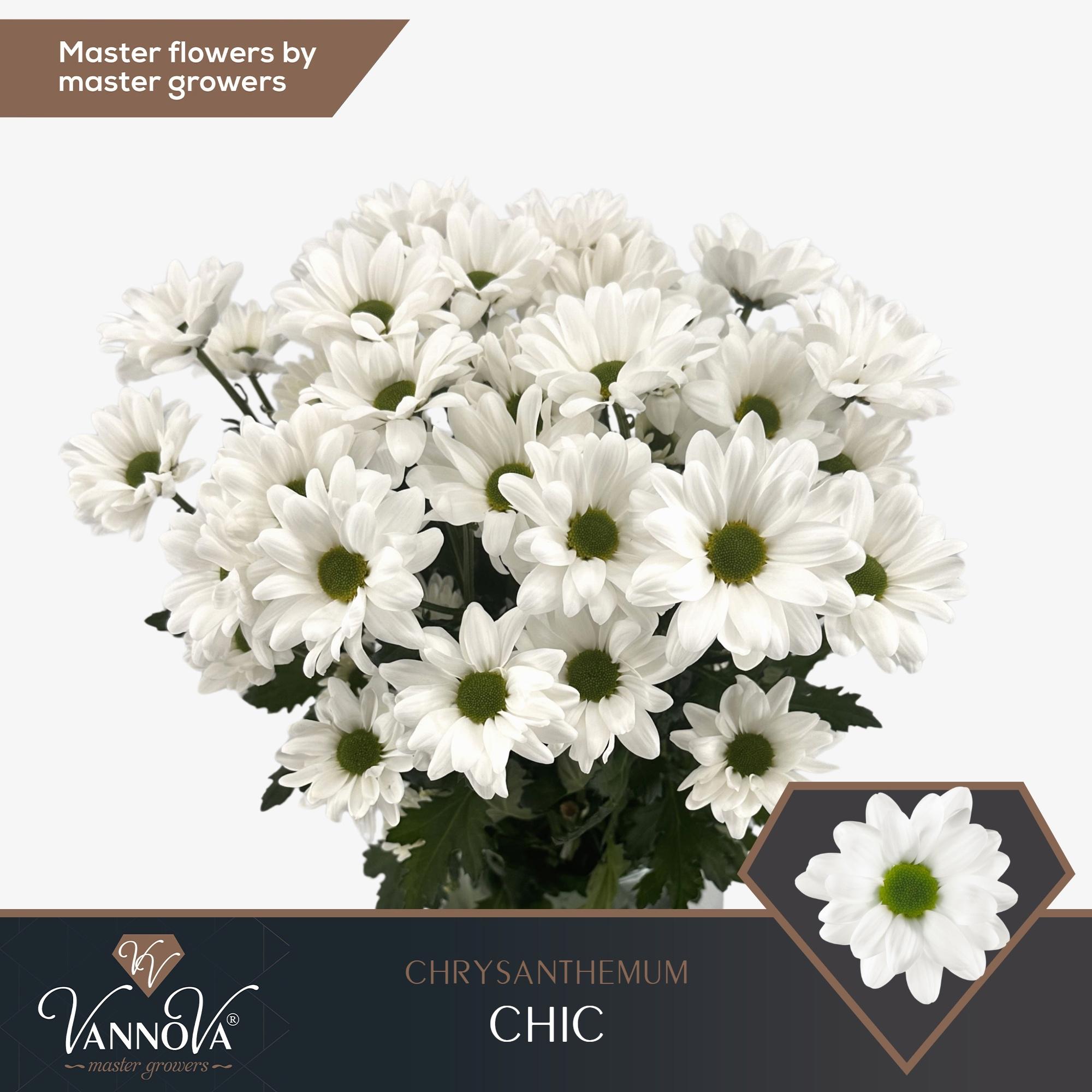 10x Chrysant chic 70cm