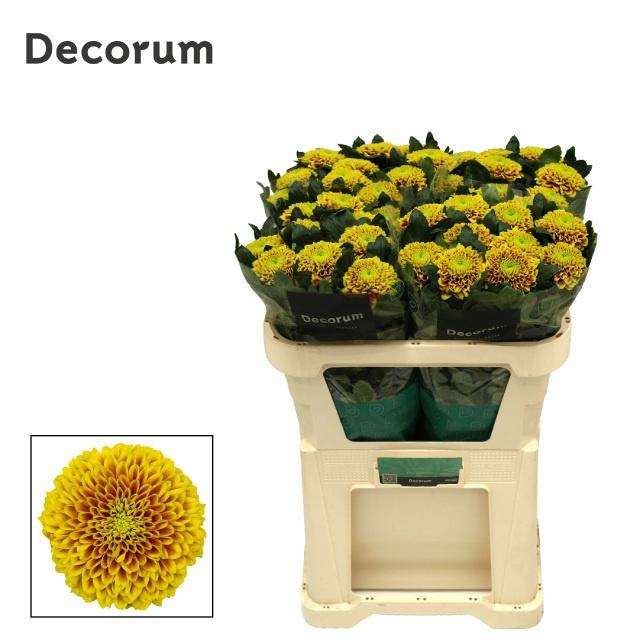 10x Chrysant tropicana 70cm