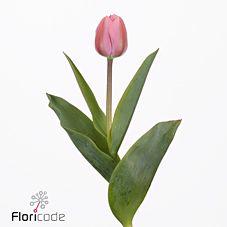 50x Tulipa big love en 40cm