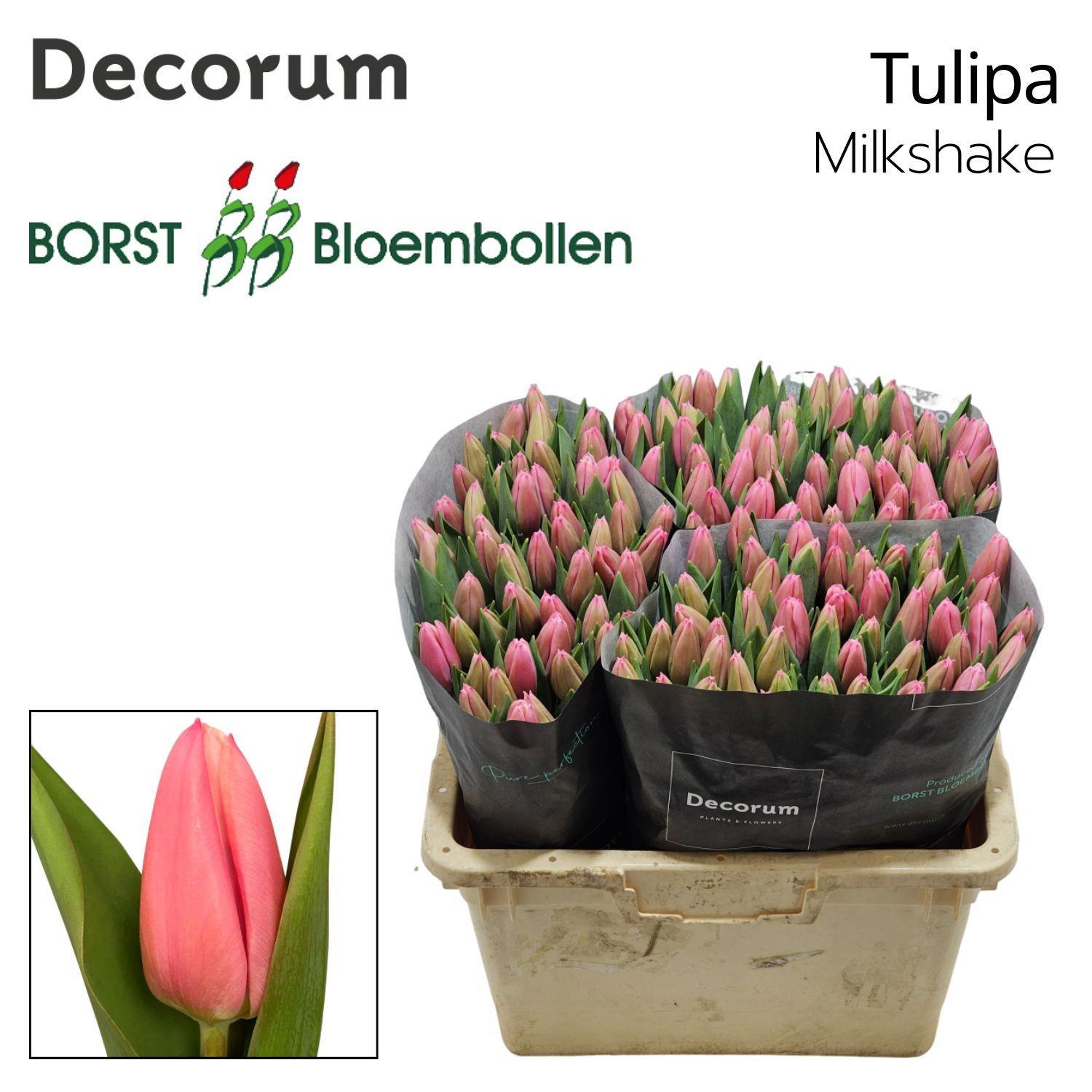 50x Tulipa milkshake en 40cm