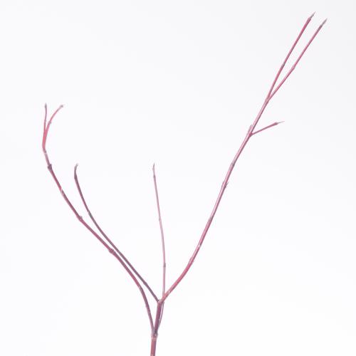10x Tk cornus sibirica 80cm