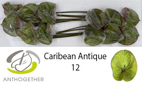 12x Anth.caribean antique 10cm