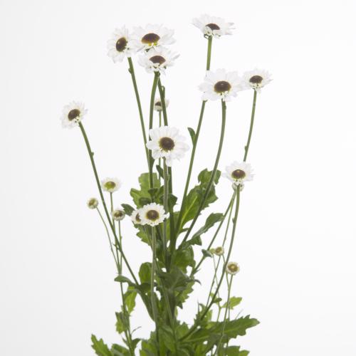 25x Chrysant san.yin yang 50cm