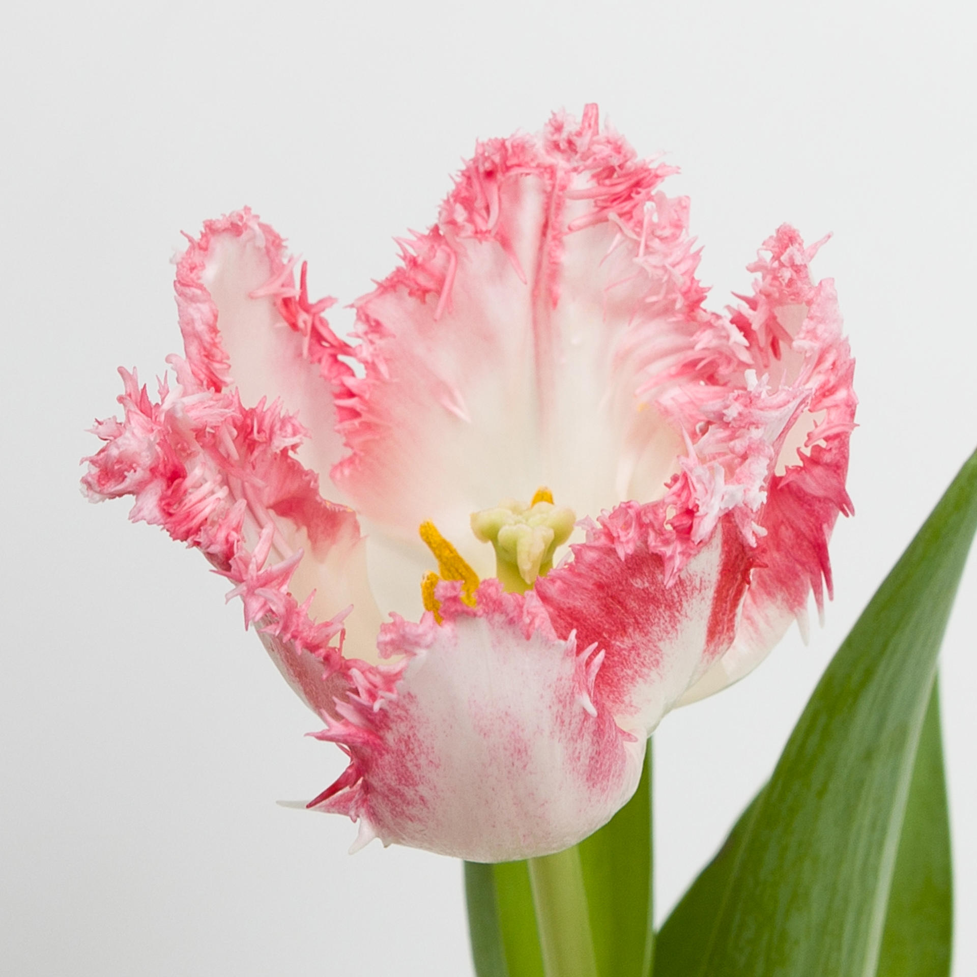 50x Tulipa neglige gf 40cm