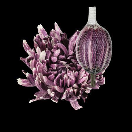 10x Chrysant antonov cassis 60cm