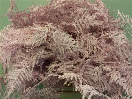50x Aspar.set.ex veren roze 60cm