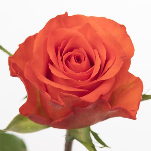 20x Rosa patz 40cm