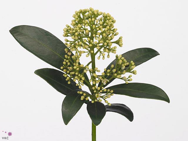 5x Skimmia magical finchy 40cm