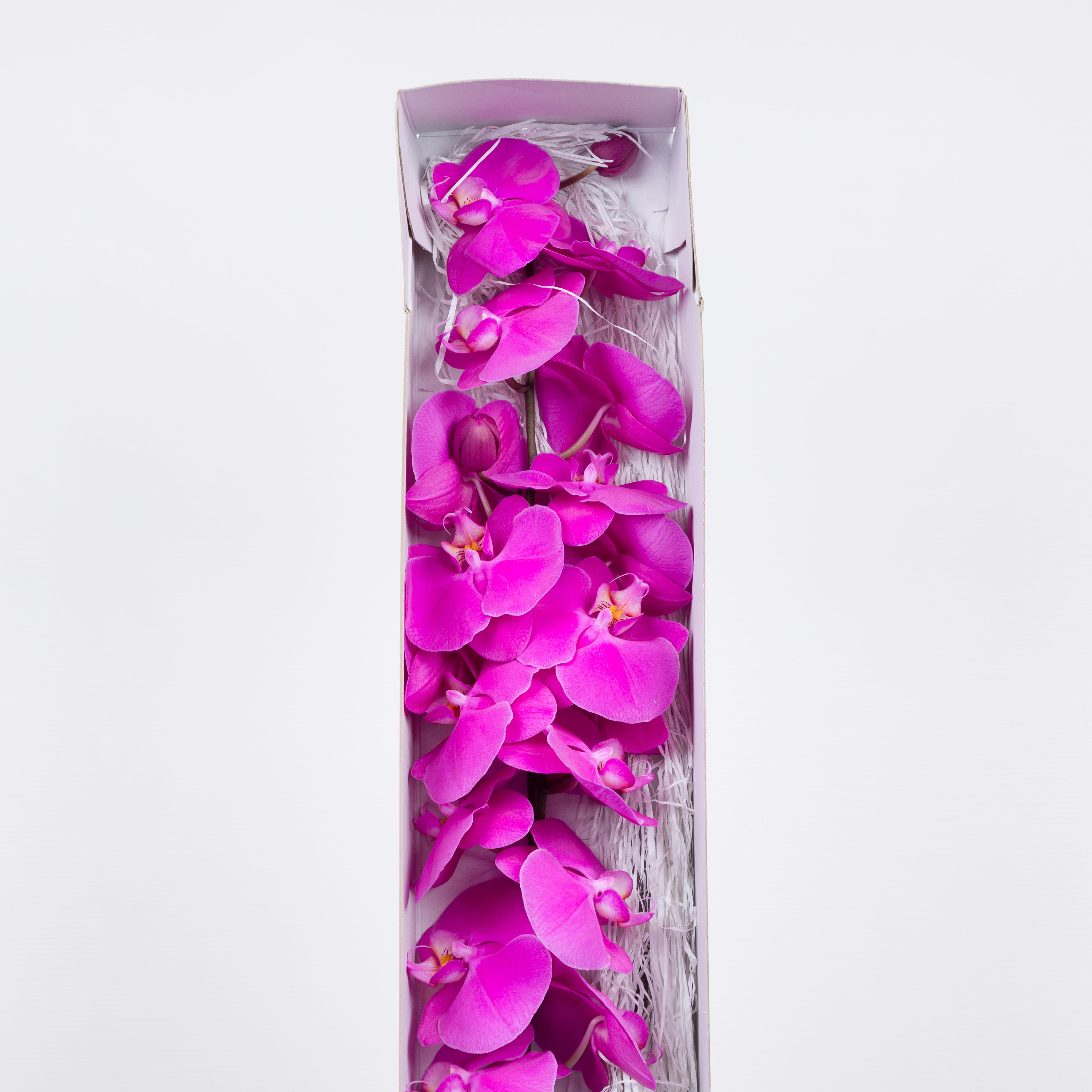 15x Phal.buffalo tak 50cm