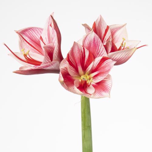 12x Hipp.gervase 70cm