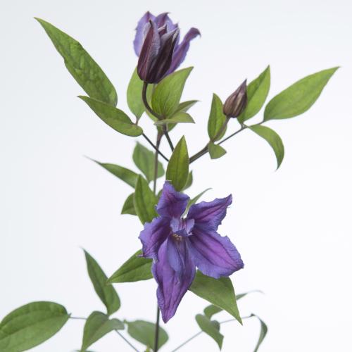 10x Clematis amazing geneva 70cm