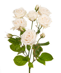10x Rosa royal porcelina 70cm