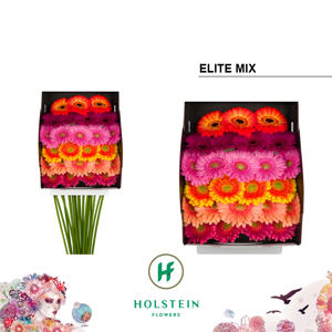 25x Germ.mix vast elite 50cm