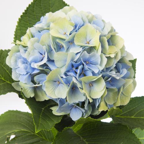 10x Hydr.verena blauw classic 50cm