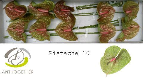 10x Anth.pistache 10cm