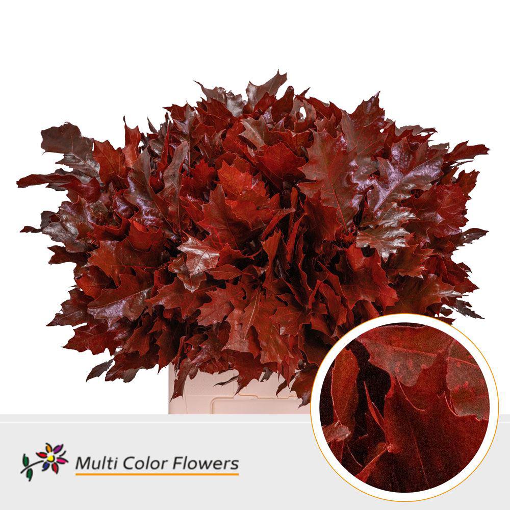 20x Sg quercus rood 60cm