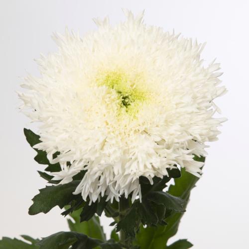 10x Chrysant etrusko white 70cm