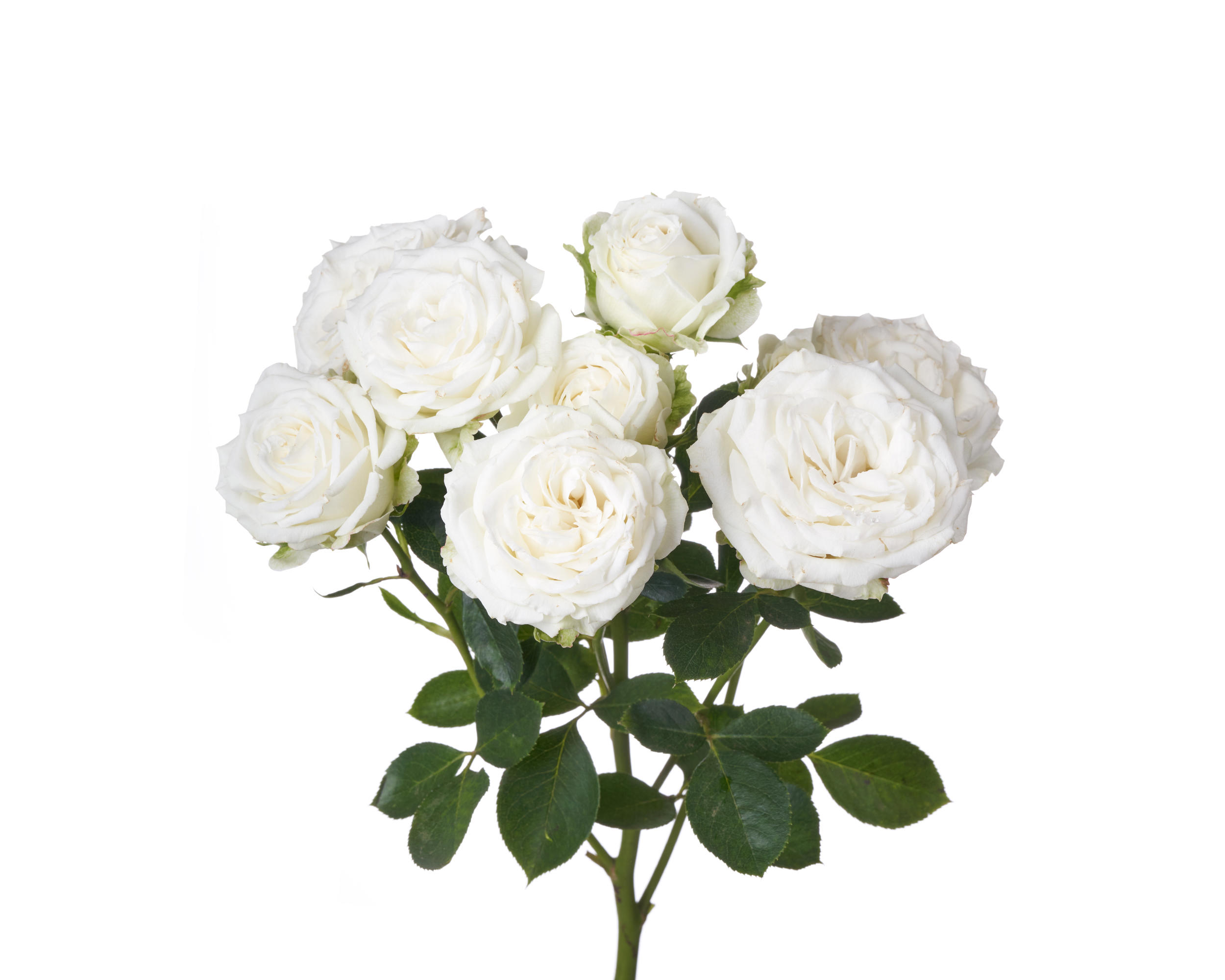 10x Rosa miss bombastic 50cm