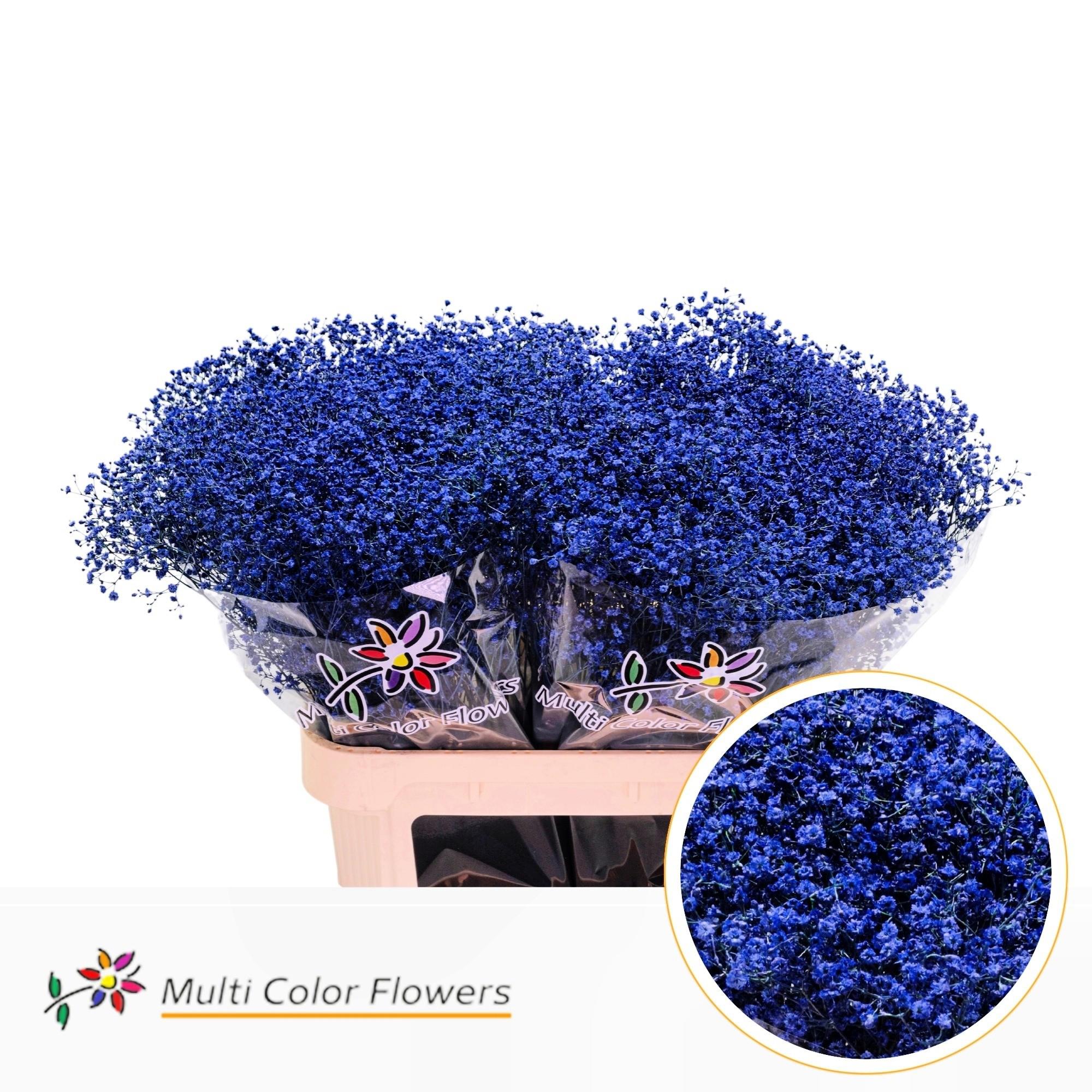 25x Gipskruid m.stars blauw 80cm