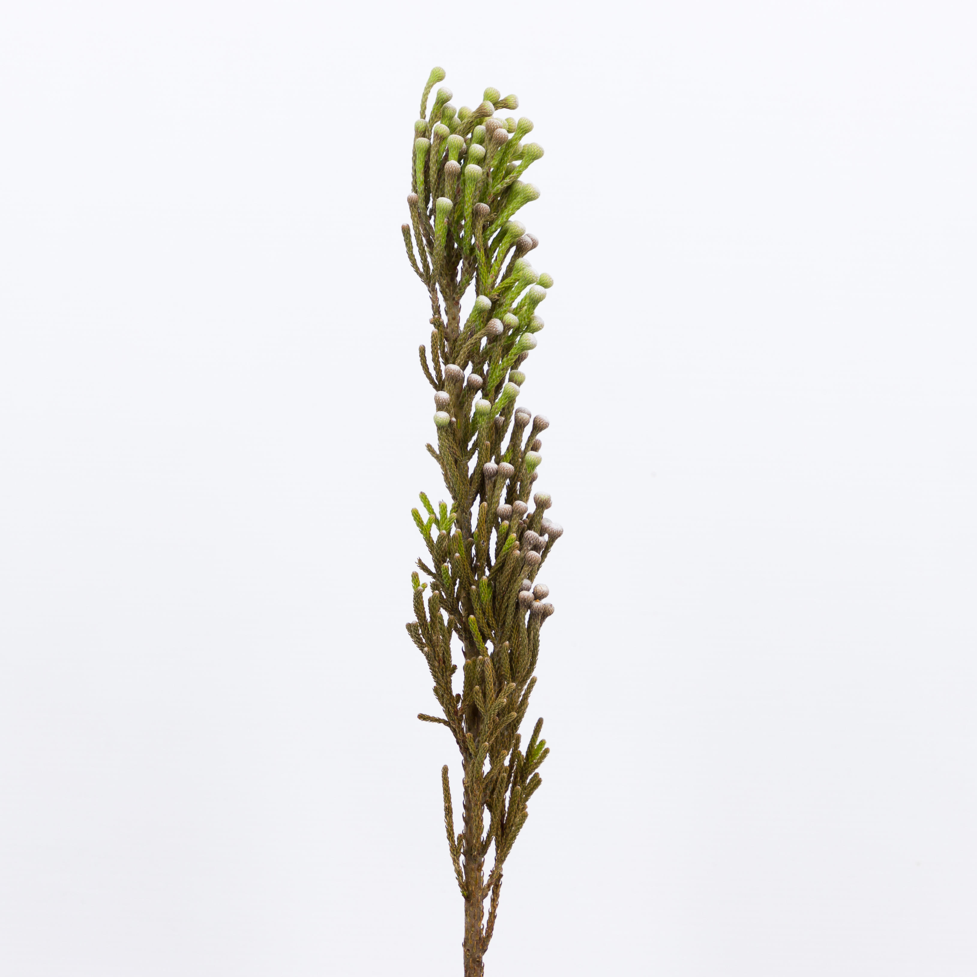 10x Pg brunia nodiflora 40cm