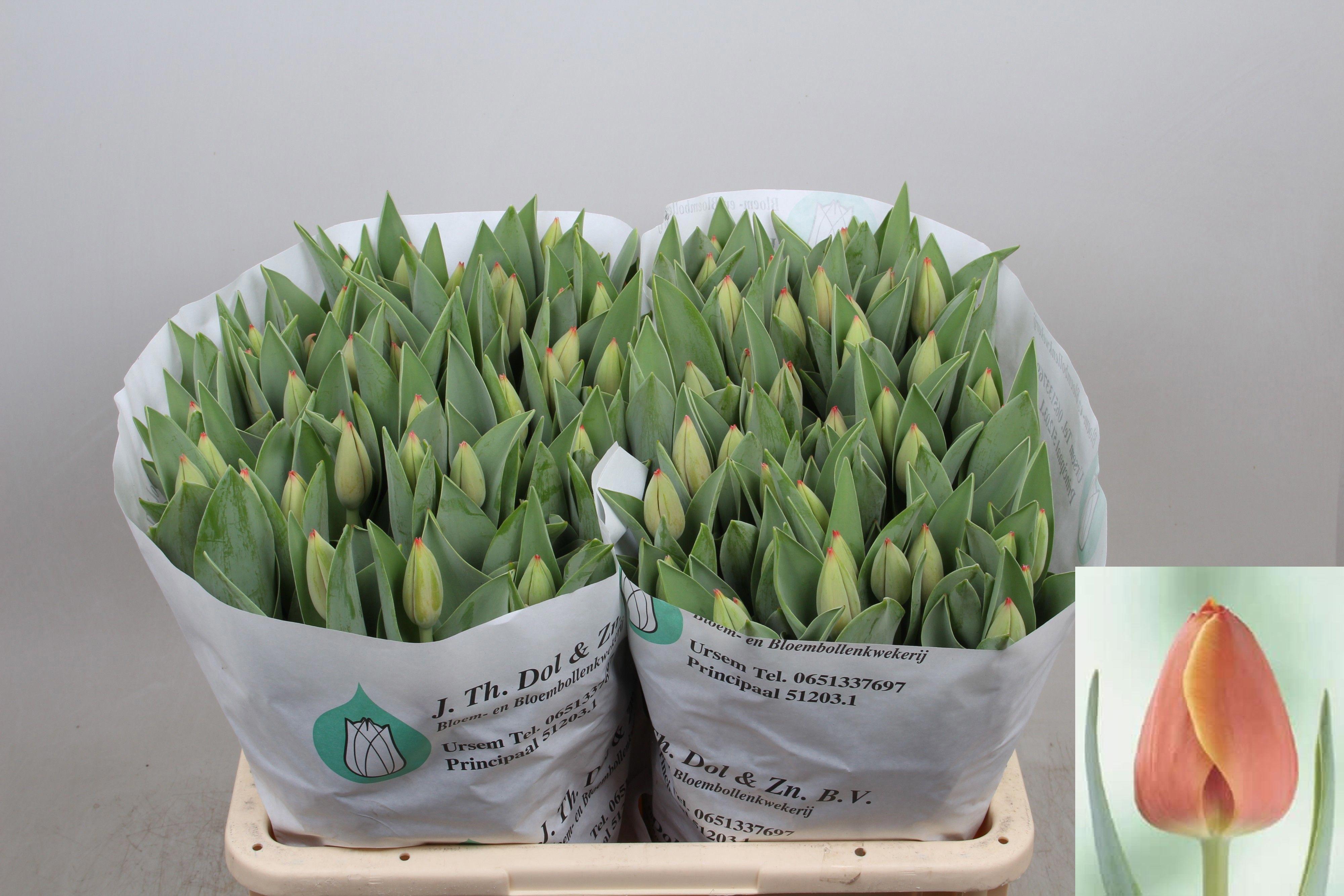 50x Tulipa ad rem en 40cm