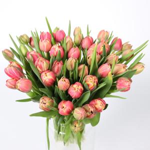 50x Tulipa columbus du 30cm
