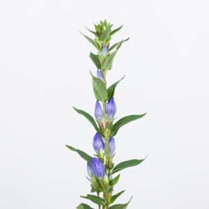 10x Gentiana blue sky 80cm