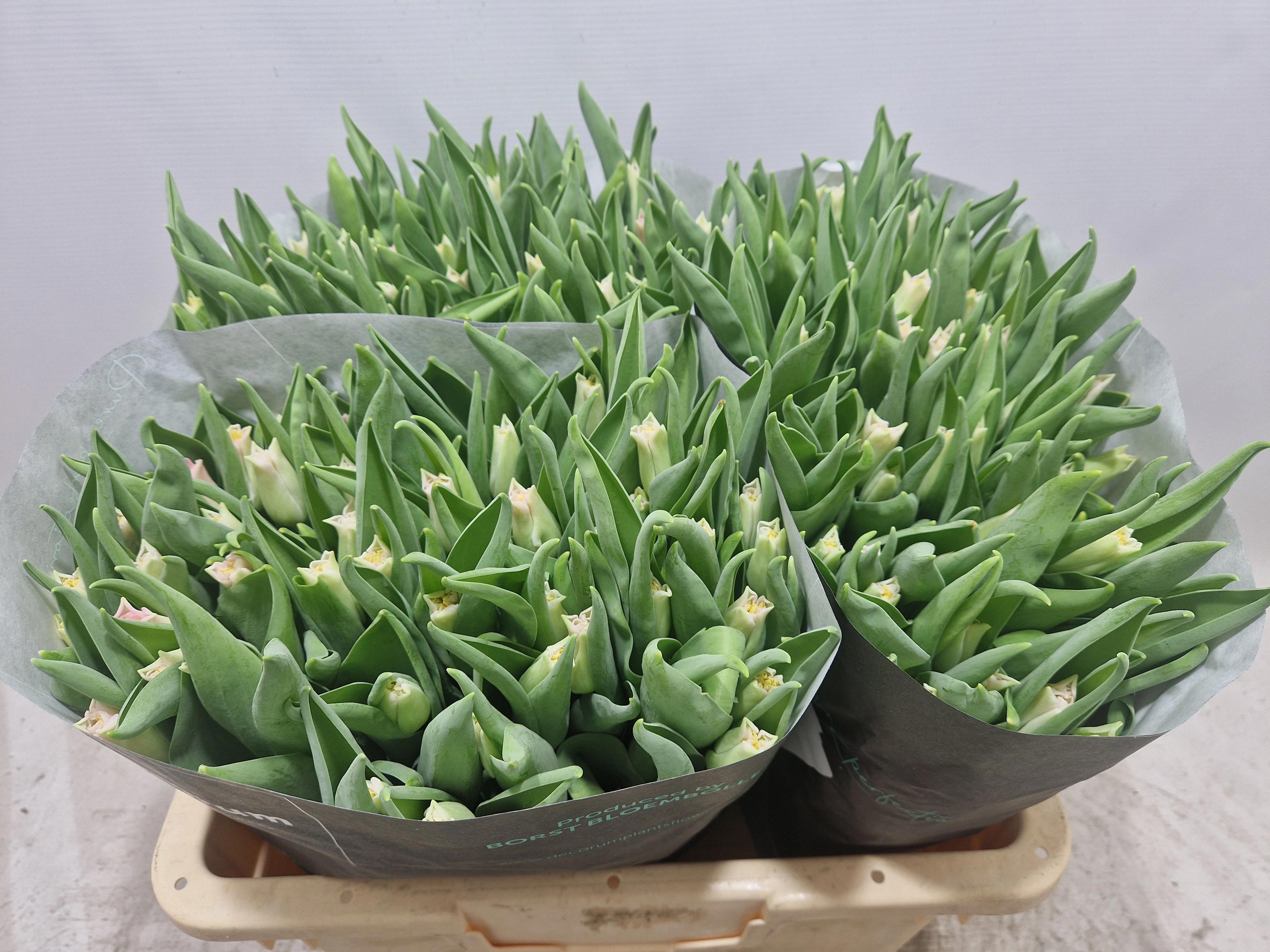 50x Tulipa crown dynasty co 40cm