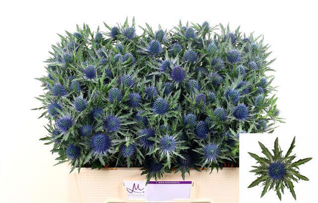 10x Eryngium orion questar 60cm
