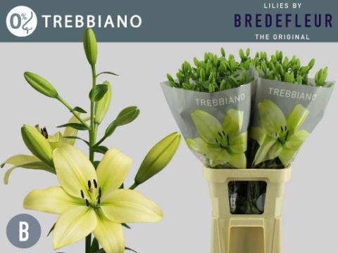 10x Lil.trebbiano 80cm