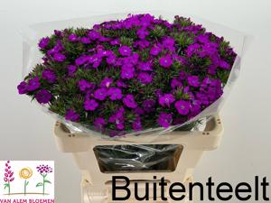 50x Dian.bar.amazon neon purple 50cm
