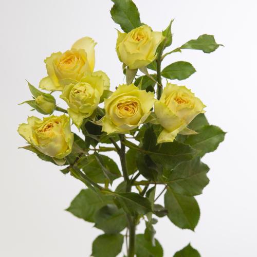 10x Rosa bandolero 40cm