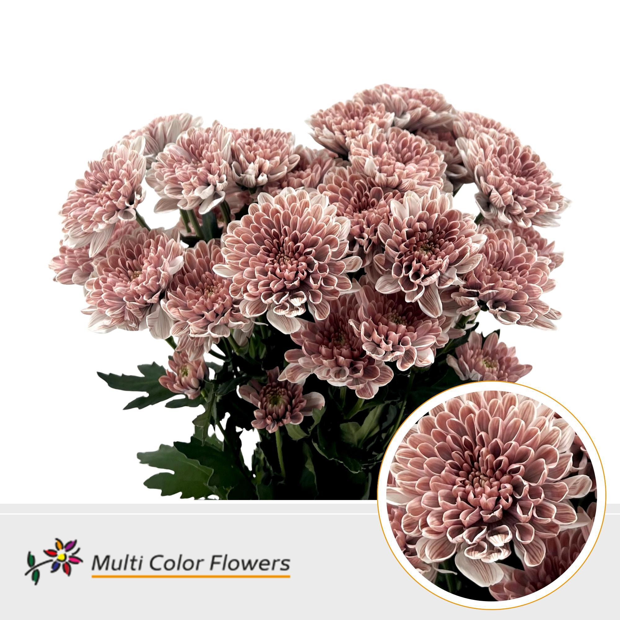 10x Chrysant overig 60cm