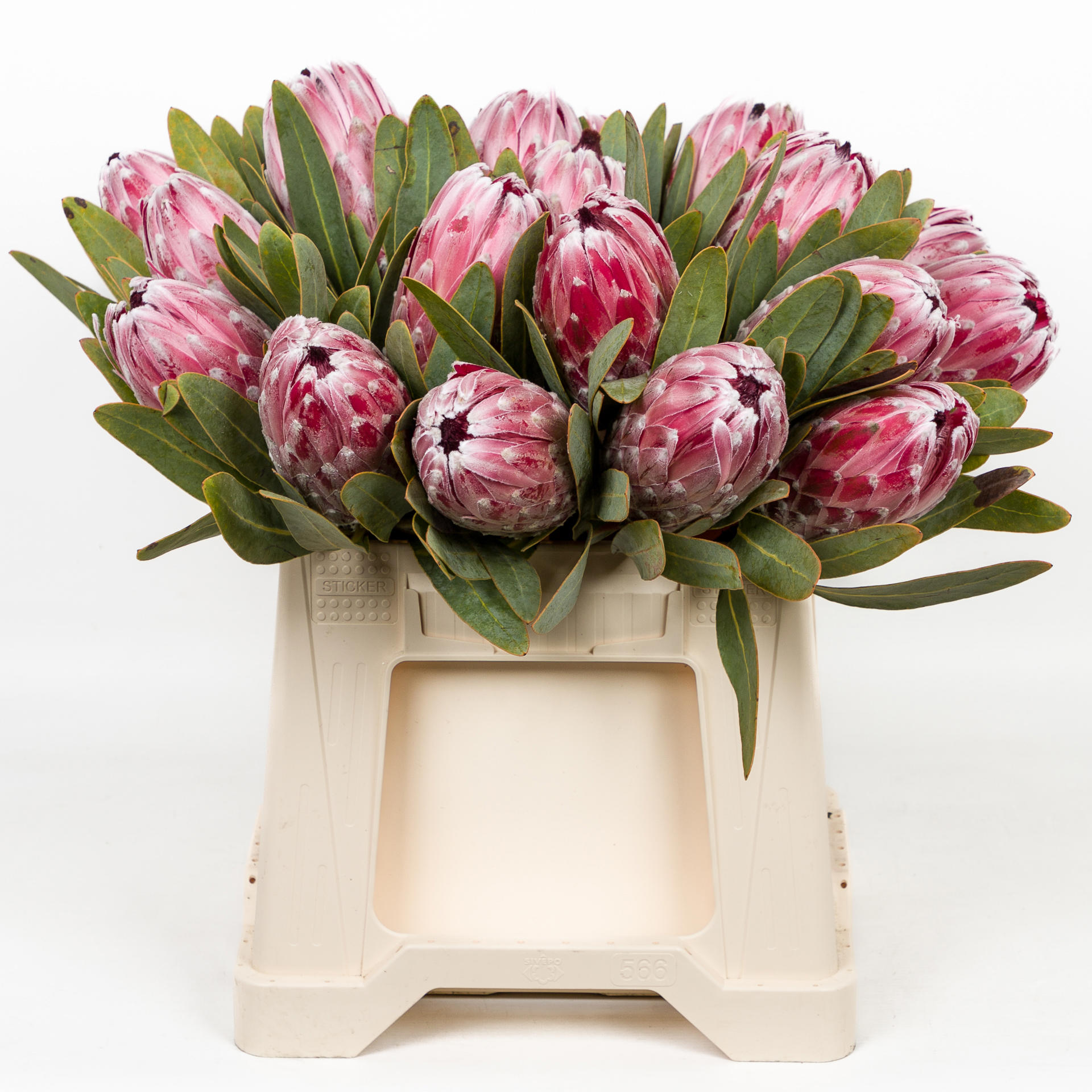 5x Prot.compacta pink lady 40cm
