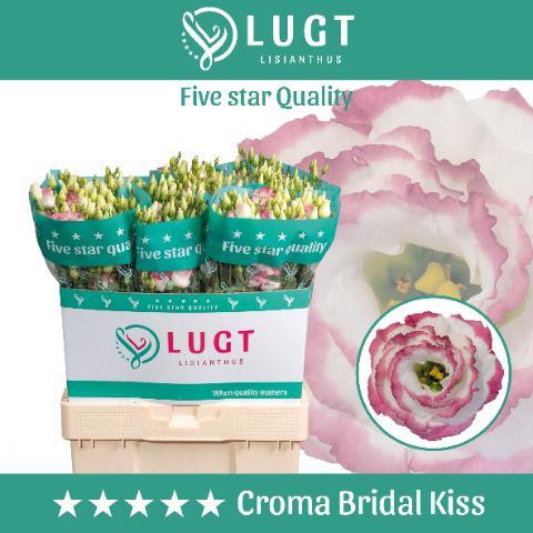 10x Eust.croma bridal kiss du 70cm