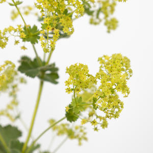 50x Alchemilla mollis robustica 50cm
