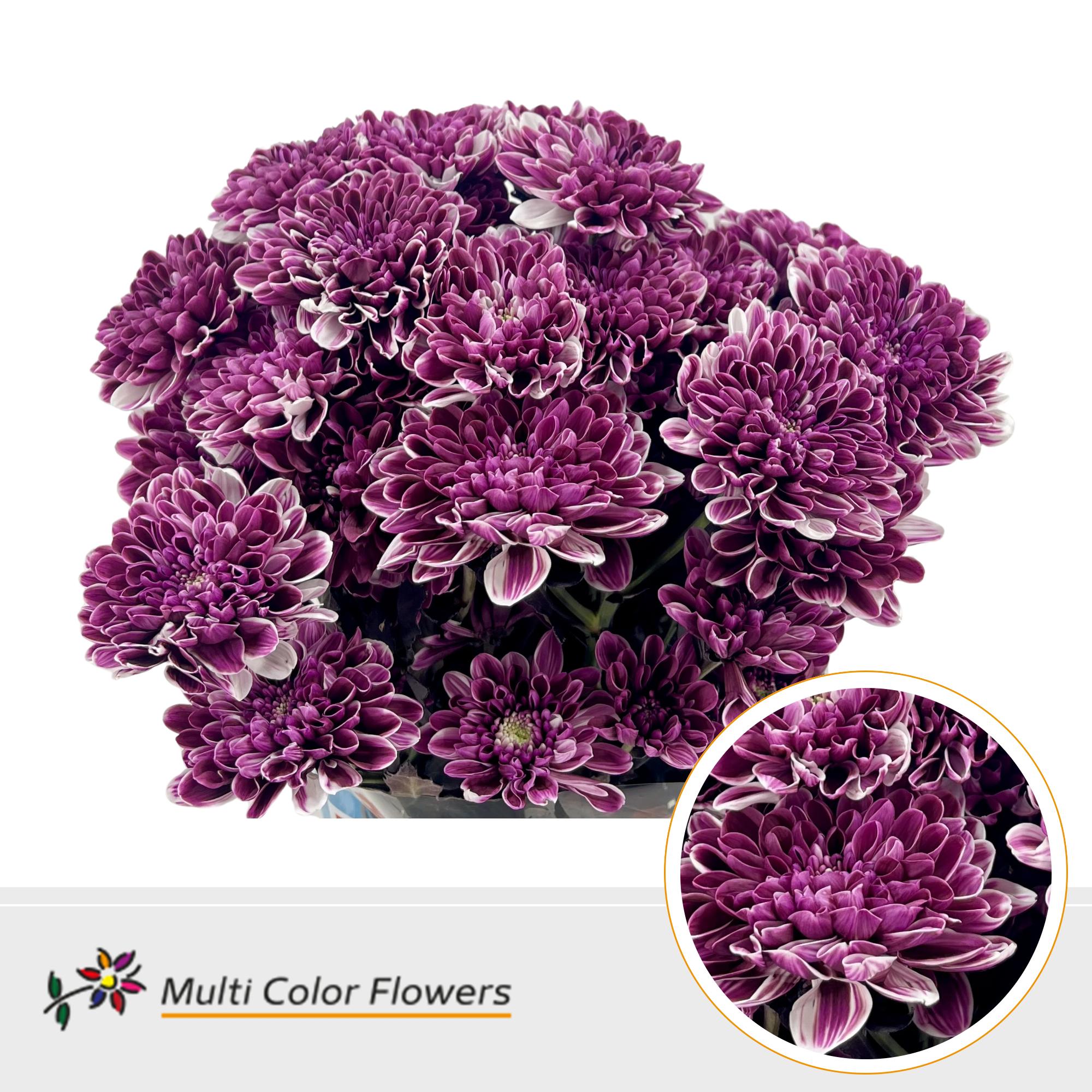 10x Chrysant overig 60cm