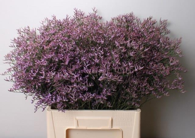 25x Lim.safora lilac 70cm