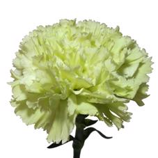 20x Dian.st. - groen 60cm