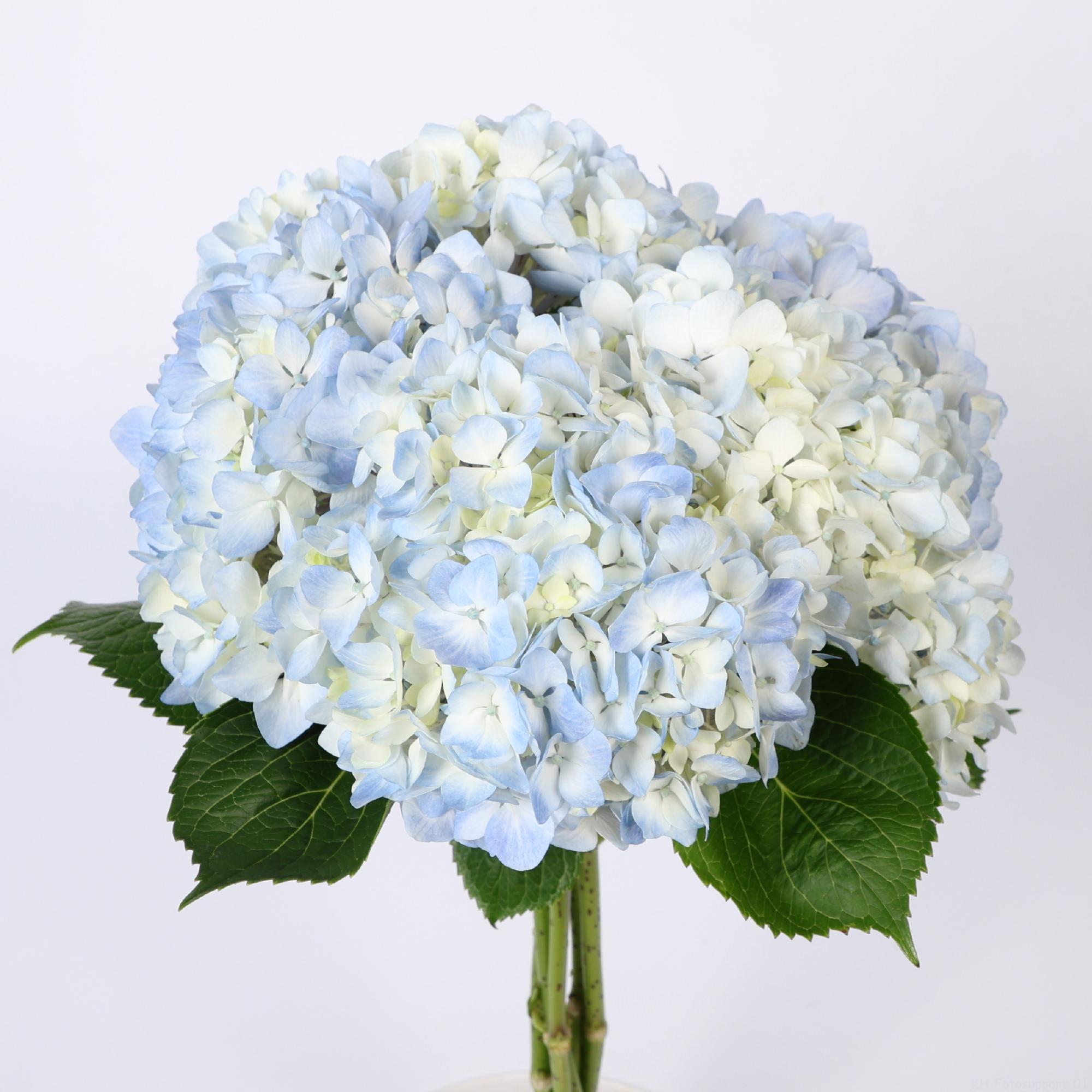5x Hydr. - blauw 50cm