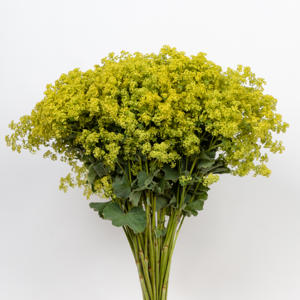 50x Alchemilla mollis robustica 50cm