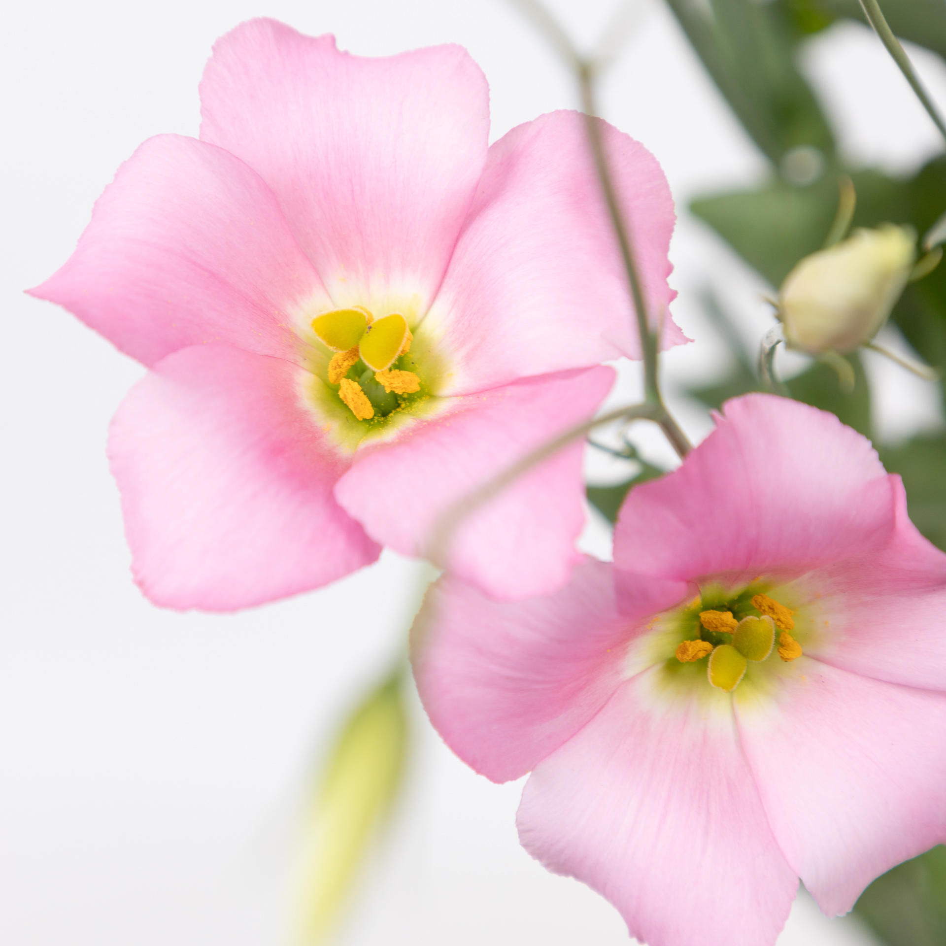 10x Eust.botanic pink en 70cm