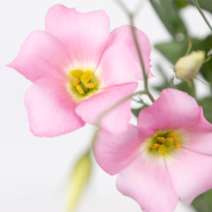 10x Eust.botanic pink en 70cm