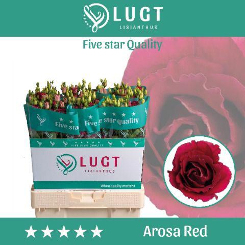 10x Eust.arosa red du 70cm
