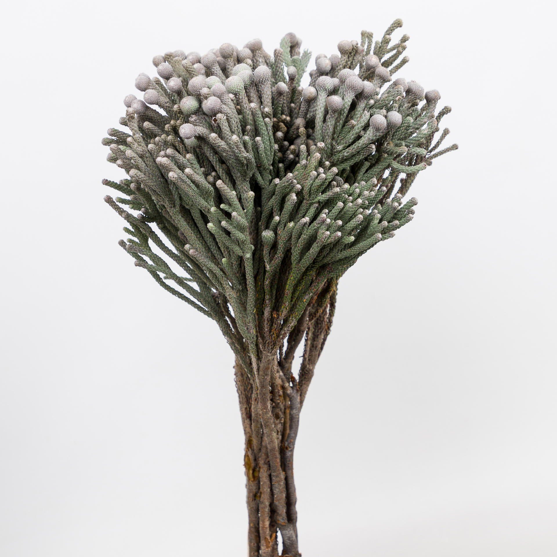 10x Pg brunia laevis 40cm