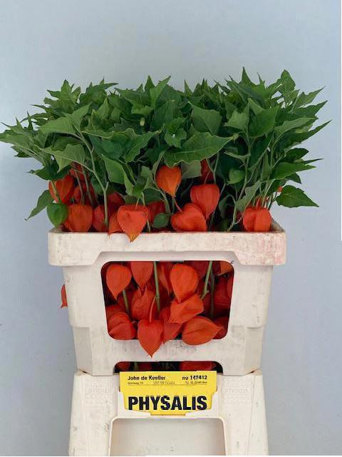 50x Phys.oranje 60cm